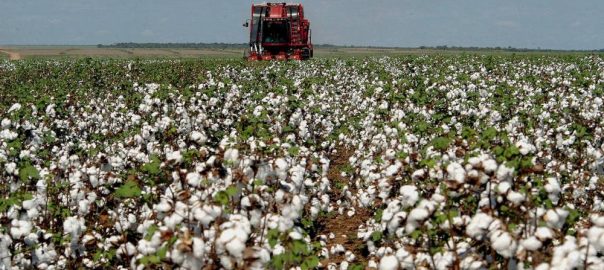 Plantação de algodão no Brasil. Foto: Assegov/Lia Mara